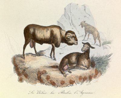 Ilustrace z knihy "Complete Works of Buffon": Les animaux: Buffon: Le belier, la ewe et l