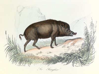Ilustrace z knihy "Complete Works of Buffon": Les animaux: Le boar (rytina) od Unknown artist
