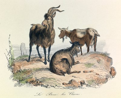 Ilustrace z knihy "Complete Works of Buffon": Les animaux: Le goat et les goats (rytina) od Unknown artist