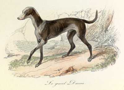Ilustrace z knihy "Complete Works of Buffon": Les animaux: Le grand danish (rytina) od Unknown artist