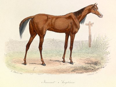 Ilustrace z knihy "Complete Works of Buffon": Les animaux: Mare Anglaise (rytina) od Unknown artist