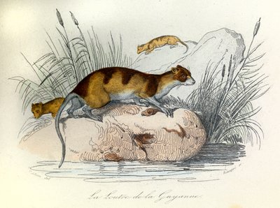 Ilustrace z knihy "Complete Works of Buffon": Les animaux domestiques: La otter de Guiana (rytina) od Unknown artist