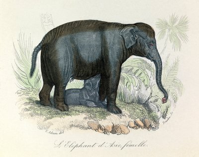 Ilustrace asijské sloní samice z Buffonovy knihy, klasifikované Linnaeem a Cuvierem (rytina) od Unknown artist