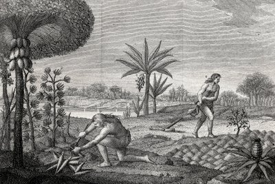 Domorodí obyvatelé obdělávají půdu v povodí Orenoque v Kolumbii. Rytina 1780 od Unknown artist