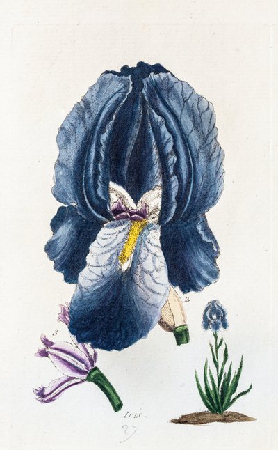 Iris od Unknown artist