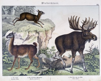 Lama, los (los) - v "" Přírodní historie savců"", ed. Schreiber od Unknown artist