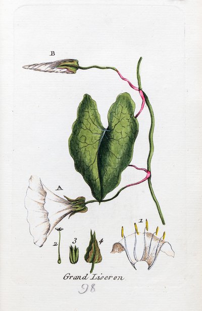 Velká svlačec od Unknown artist
