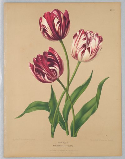 Pozdní tulipány / Bybloemen nebo Fialky od Unknown artist