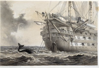 Položení atlantického telegrafního kabelu, velryba kolem lodi od Unknown artist
