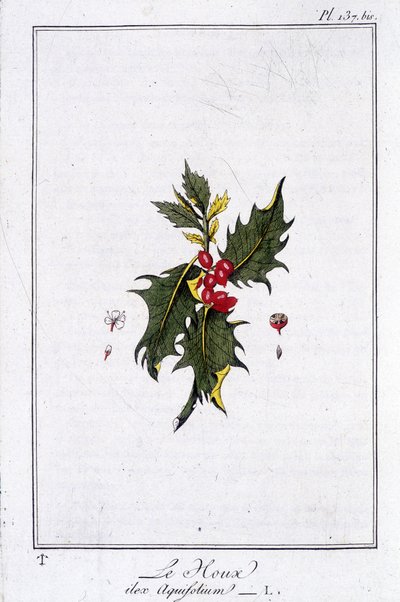 Le Holly (Ilex Aquifolium) - v „Cvičení botaniky à l