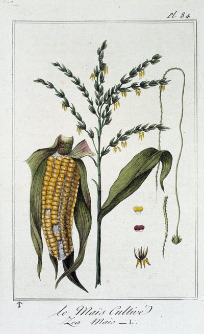 Le Mais Cultive (Les Mais) - v „Cvičení botaniky a obchodního využití“, redige od J.C. Philiberta, Imprimerie de Crapelet, Paříž od Unknown artist