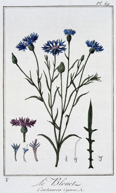 Le chrpa (Centaurea Cyanus) - v „Cvičení botaniky à l