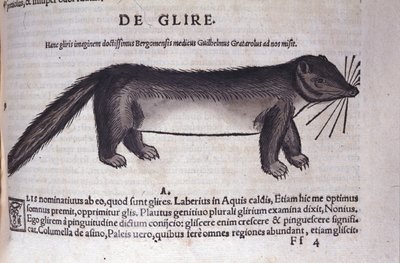 Le loir v Historia Animalium od Conrada Gesnera (1516 - 1565), Tiguri od Unknown artist