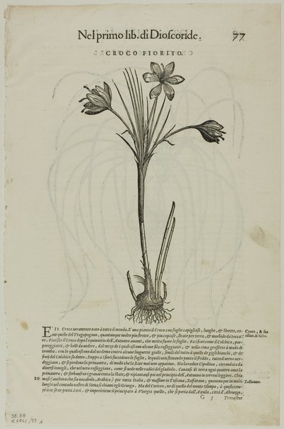 List z Discorsi od Petruse Andrease Matthiola, deska 99 z dřevořezů z knih XVI. století od Unknown artist