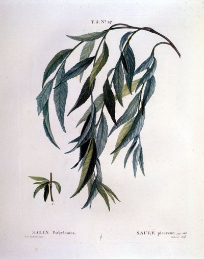 List smuteční vrby (Salix babylonica). od Unknown artist