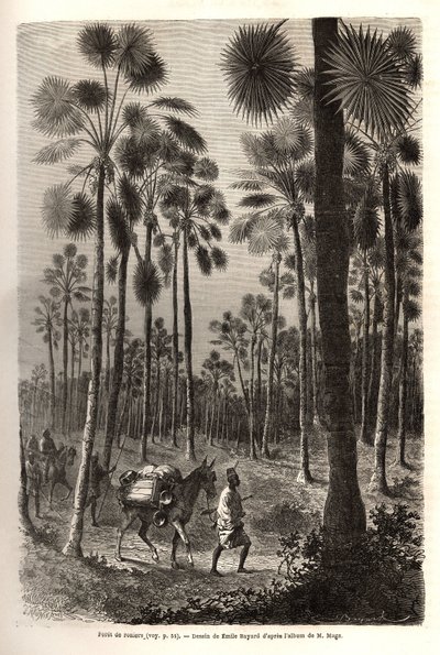 Karavana poručíka Mága postupuje směrem k Nigeru a překračuje les obřích palem v provincii Damfa v Mali. Rytina pro ilustraci plavby poručíka (námořnictva) M. Mage do západního Súdánu v letech 1863-1866, publikovaná v „Le tour du monde, nouve od Unknown artist