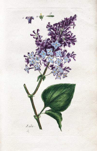 Lilac od Unknown artist