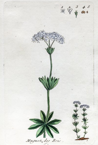 Lily of the Valley nebo Sweet Woodruff od Unknown artist