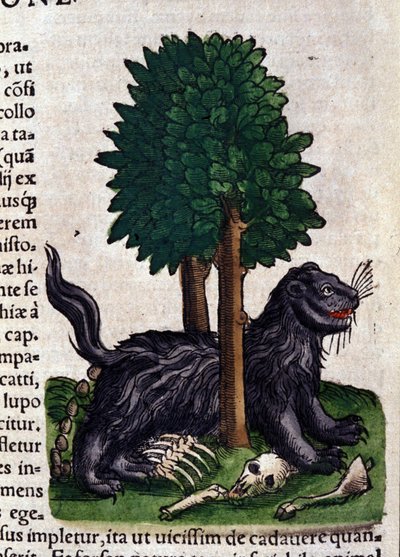 Lev. v Historia Animalium od Conrada Gesnera (1516 - 1565), Tiguri od Unknown artist