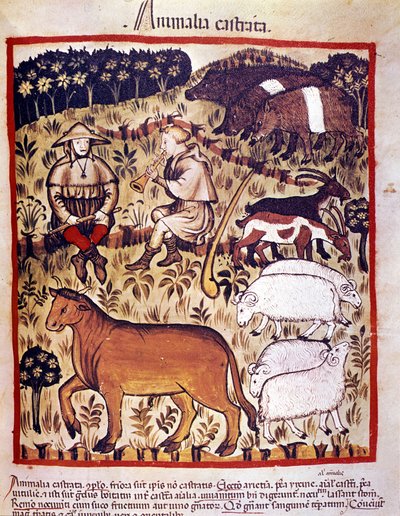 Hospodářská zvířata, ovce, kozy a prasata. Osvětlení z dojení medicíny a dietetiky „“Tacuinum sanitatis““ od Unknown artist