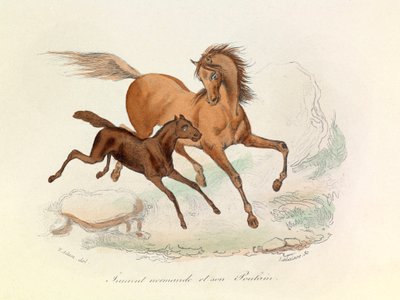 Klisna Normande a hříbě klasifikované a pojmenované podle Linneenovy a Cuvierovy nomenklatury (rytina) od Unknown artist