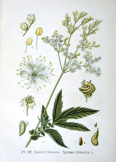 Meadowsweet od Unknown artist