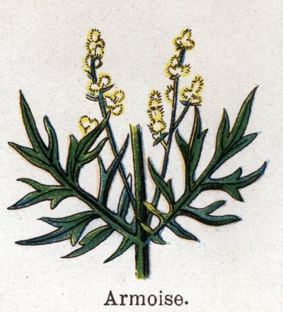 Léčivé a potravinářské botanické rostliny: pelyněk. Rytina do „“La Mediation naturelle““, od Friedricha Eduarda Bilze (1842-1922) od Unknown artist