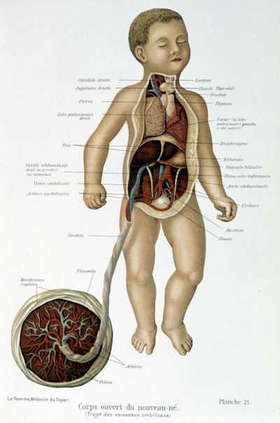 Medicína: novorozenec (s kůží v poprsí). od Unknown artist