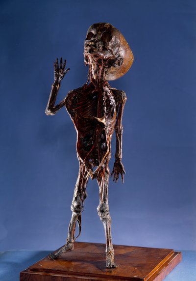 Medicína: loupaná figurka. Soukromá sbírka z 18. století od Unknown artist