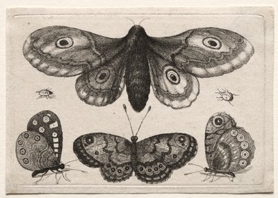 Scarab mouchy a červi různých postav a forem: Můra, tři motýli a dva brouci od Unknown artist