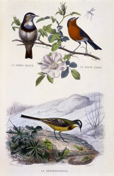 Natural History Tale: Birds: Bluethroat (Gorge Bleue), Červenka (Rouge Gorge) a konipas - v „“ Works of Buffon, T.5, ed. Kouří Jouvet & Cie od Unknown artist