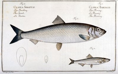 Přírodovědná tabule: sleď (1) a sardinka (2) od Marca Eliesera Blocha Ichtyologie Paříž - Berlín - Londýn 1787. od Unknown artist