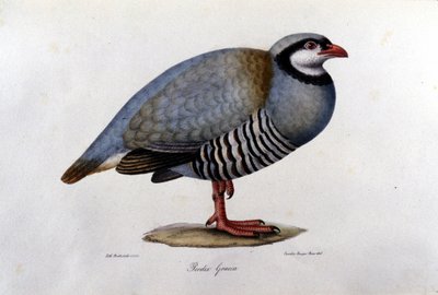 Přírodopisná deska představující řeckou koroptev. 19. století rytina. od Unknown artist
