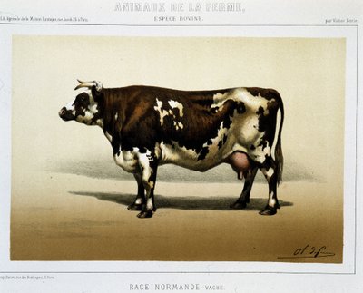 Normanská kráva od Unknown artist