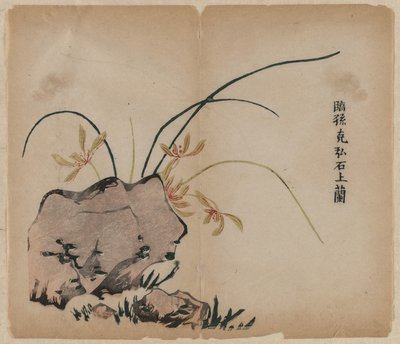 Orchidej na skalách od Unknown artist