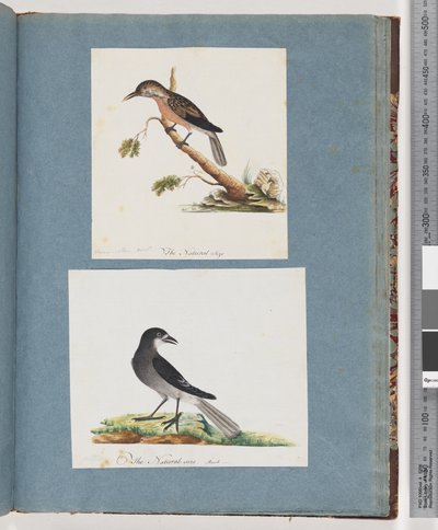 Strana 103. Neznámý pták. Medojed. 104. Neznámý pták od Unknown artist