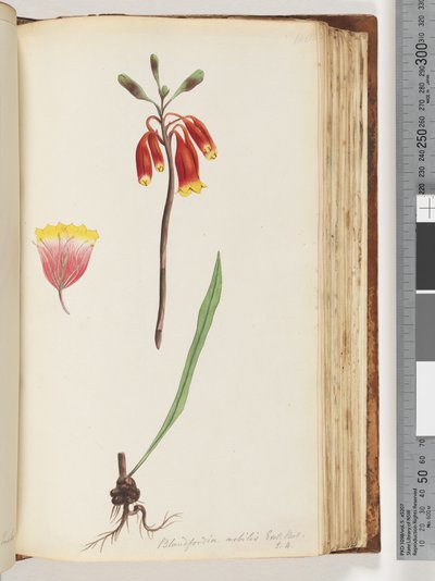 Strana 110. Blandfordia nobilis Exot. Bot / t. 4. Vánoční zvonek od Unknown artist