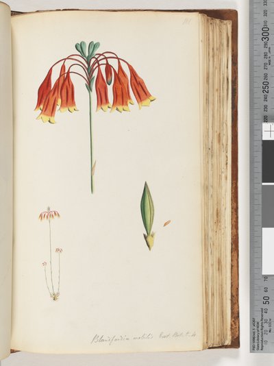 Strana 111. Blandfordia nobilis Exot. Bot. t. 4. Vánoční zvonek od Unknown artist