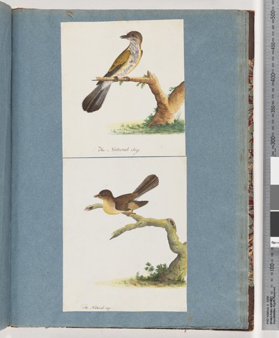 Strana 111. Neznámý pták. 112. Neznámý pták. od Unknown artist