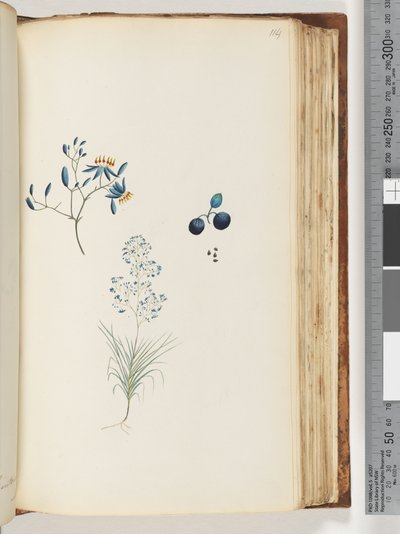 Strana 114. Bezejmenná kvetoucí rostlina od Unknown artist