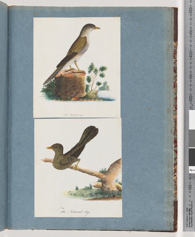 Strana 115. Neznámý pták. 116. Zvonek, horník od Unknown artist