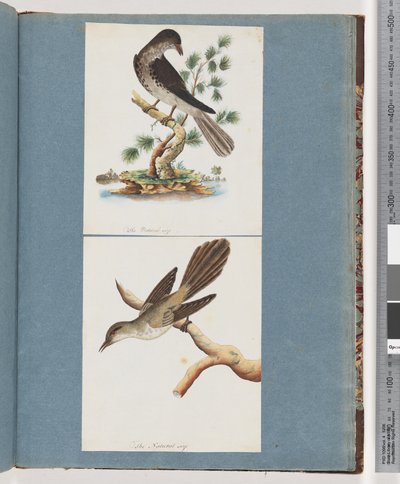 Strana 119. Neznámý pták. 120. Neznámý pták od Unknown artist