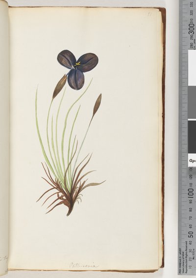 Strana 11. Pattersonie od Unknown artist