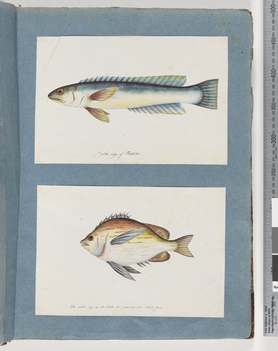 Strana 11. Neidentifikované ryby. 12. Neidentifikovaná ryba od Unknown artist