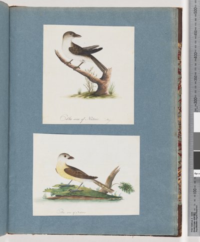 Strana 121. Neznámý pták. 122. Neznámý pták od Unknown artist