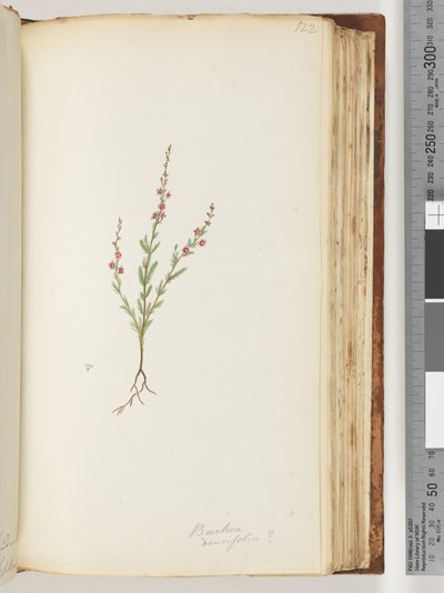 Strana 122. Baeckea densifolia, příp od Unknown artist
