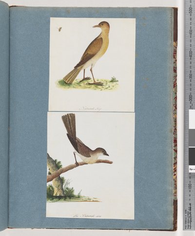 Strana 131. Neznámý pták. 132. Neznámý pták od Unknown artist