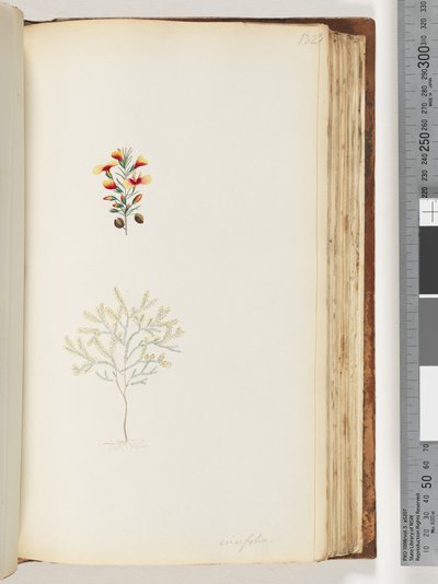 Strana 132. Ericifolia od Unknown artist
