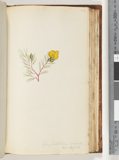 Strana 134. Gompholobium grandiflorum / Exot. Bot. t. 5 od Unknown artist