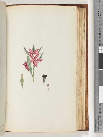 Strana 139. Bezejmenná kvetoucí rostlina od Unknown artist